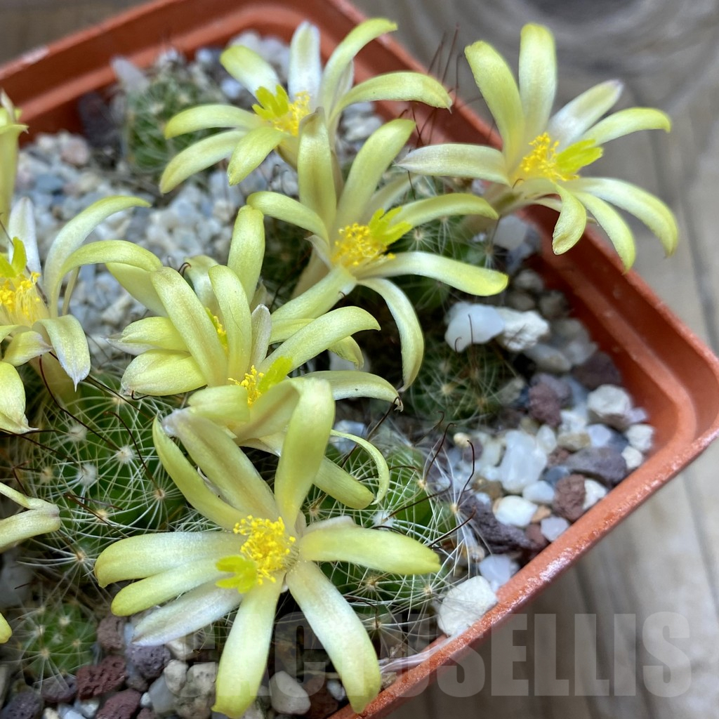 SH4578 Mammillaria surculosa