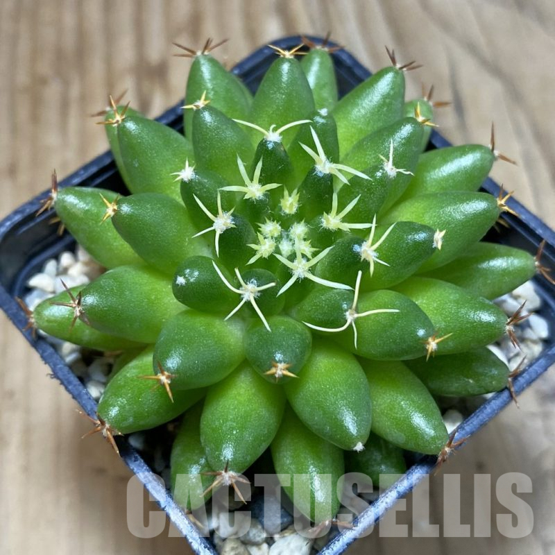 SH4656 Mammillaria camptotricha ‘Bru’