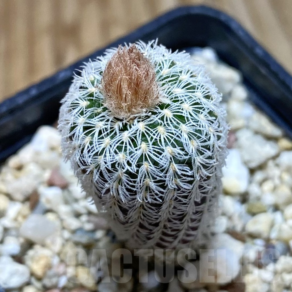 SH4748 Frailea densispina