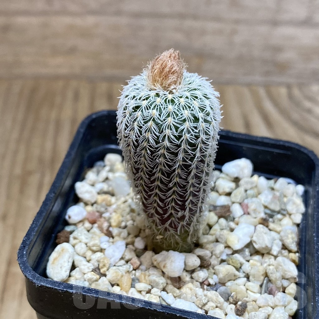 SH4748 Frailea densispina - Image 2