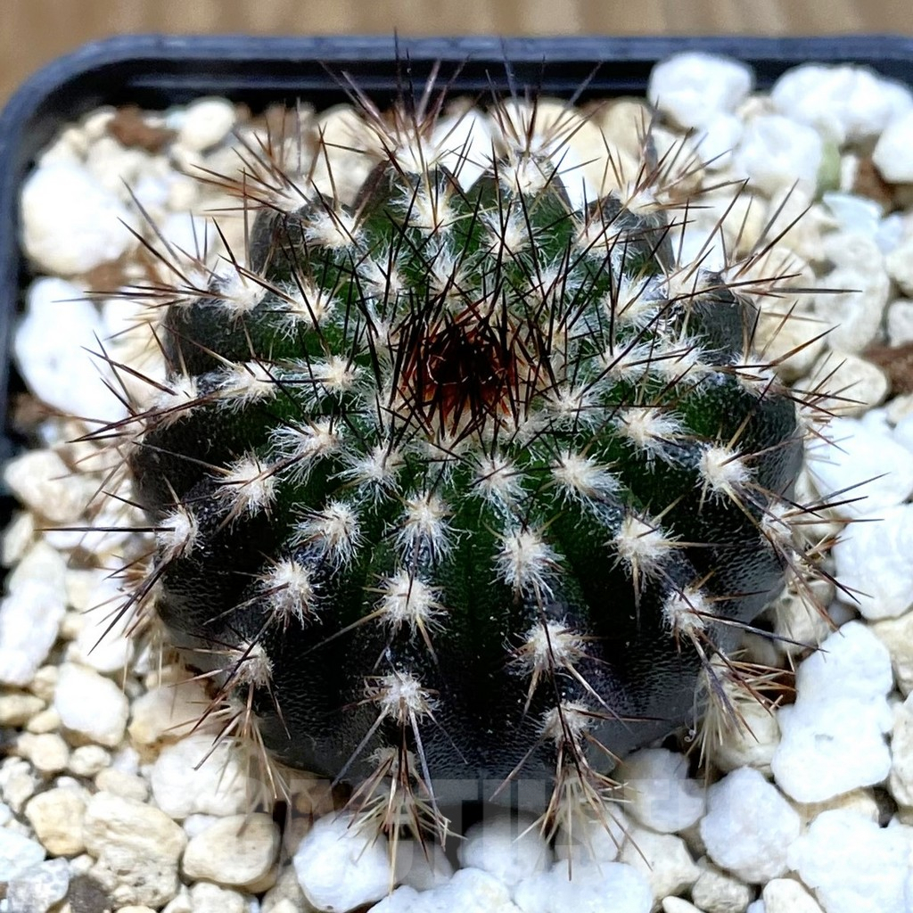 SH4755 Uebelmannia pectinifera own roots, seedling