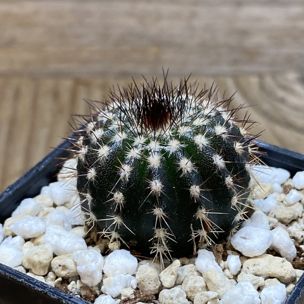 SH4755 Uebelmannia pectinifera own roots, seedling - immagine 2