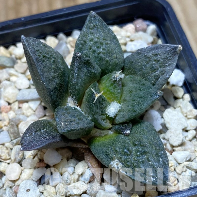 SH4993 Ariocarpus fissuratus ‘Godzilla’ hybrid, seedling