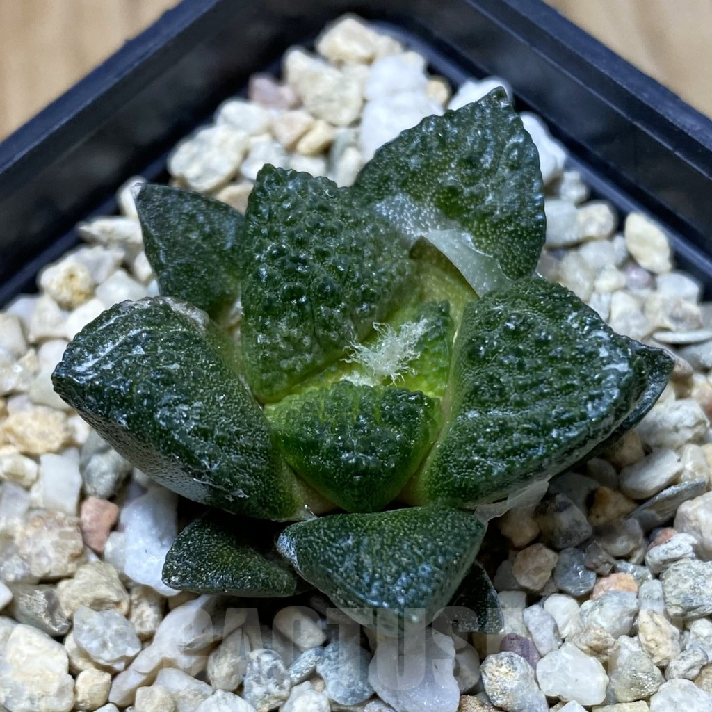 SH4994 Ariocarpus fissuratus ‘Godzilla’ hybrid, seedling