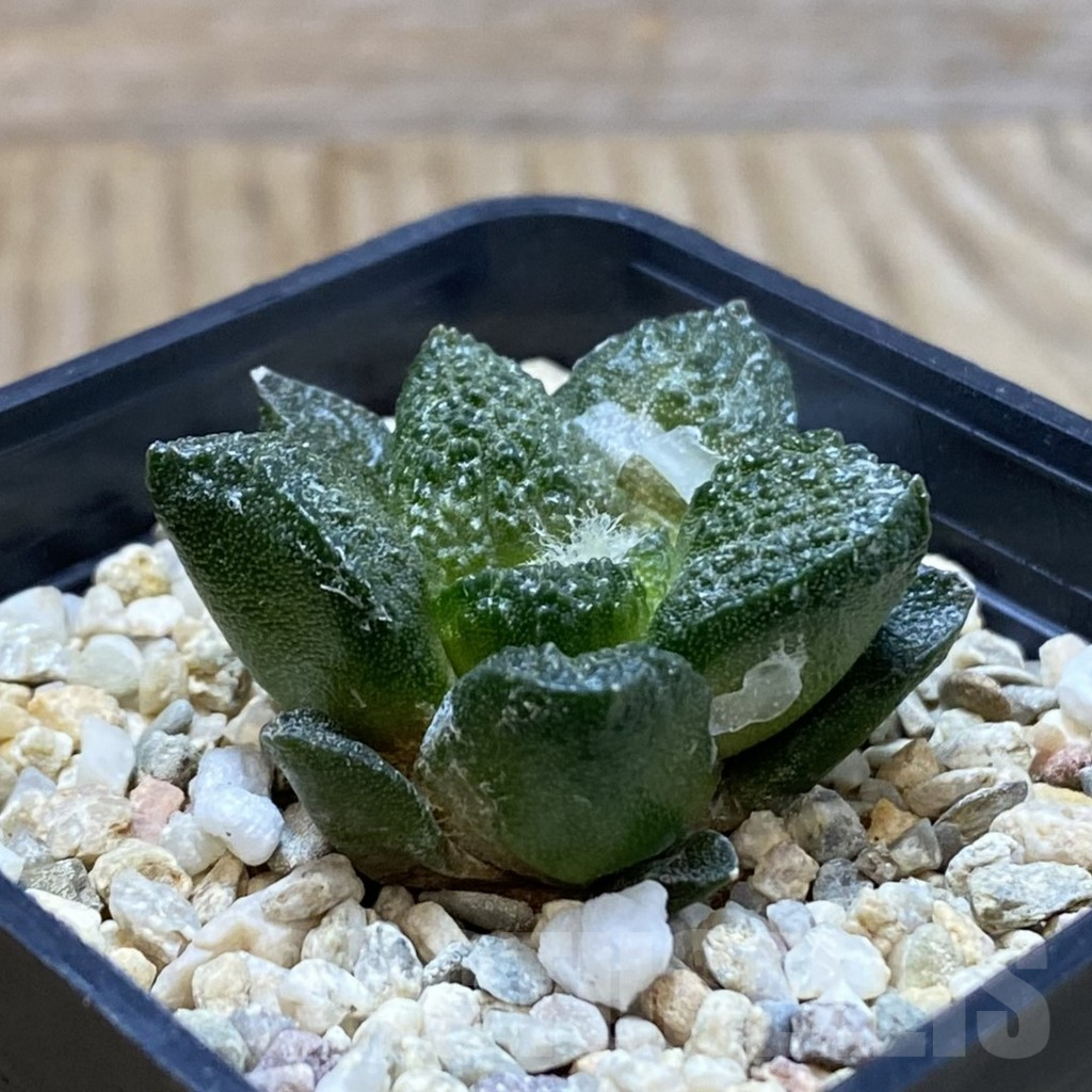 SH4994 Ariocarpus fissuratus ‘Godzilla’ hybrid, seedling - immagine 2