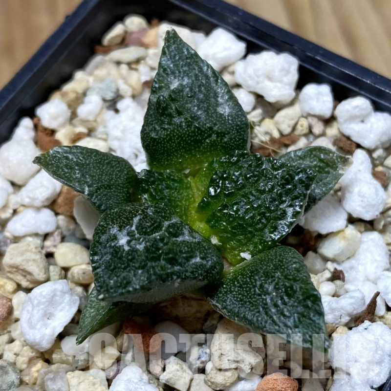 SH4995 Ariocarpus fissuratus ‘Godzilla’ hybrid, seedling