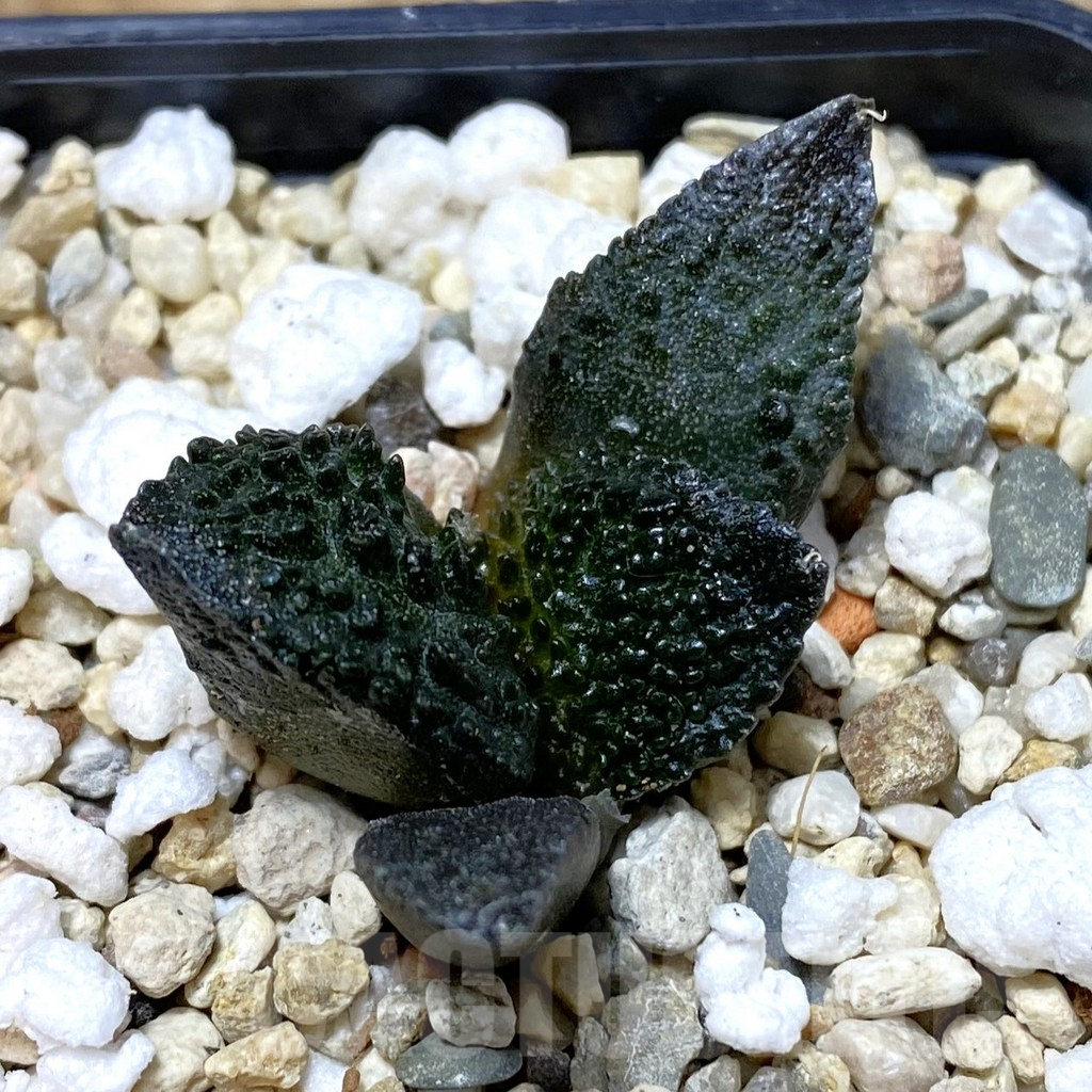 SH4996 Ariocarpus fissuratus ‘Godzilla’ hybrid, seedling