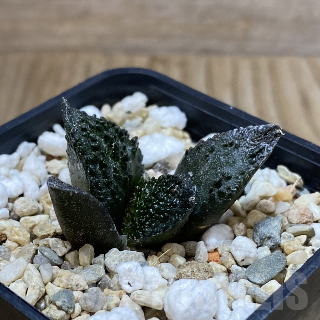 SH4996 Ariocarpus fissuratus ‘Godzilla’ hybrid, seedling - immagine 2