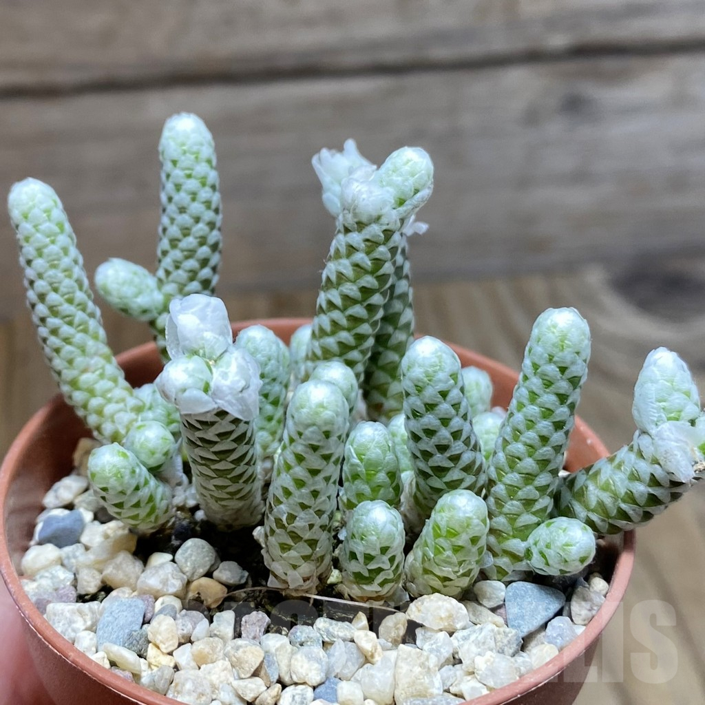 SH4997 Avonia papyracea