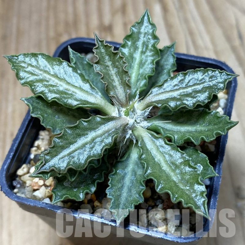 SH4999 Euphorbia tulearensis