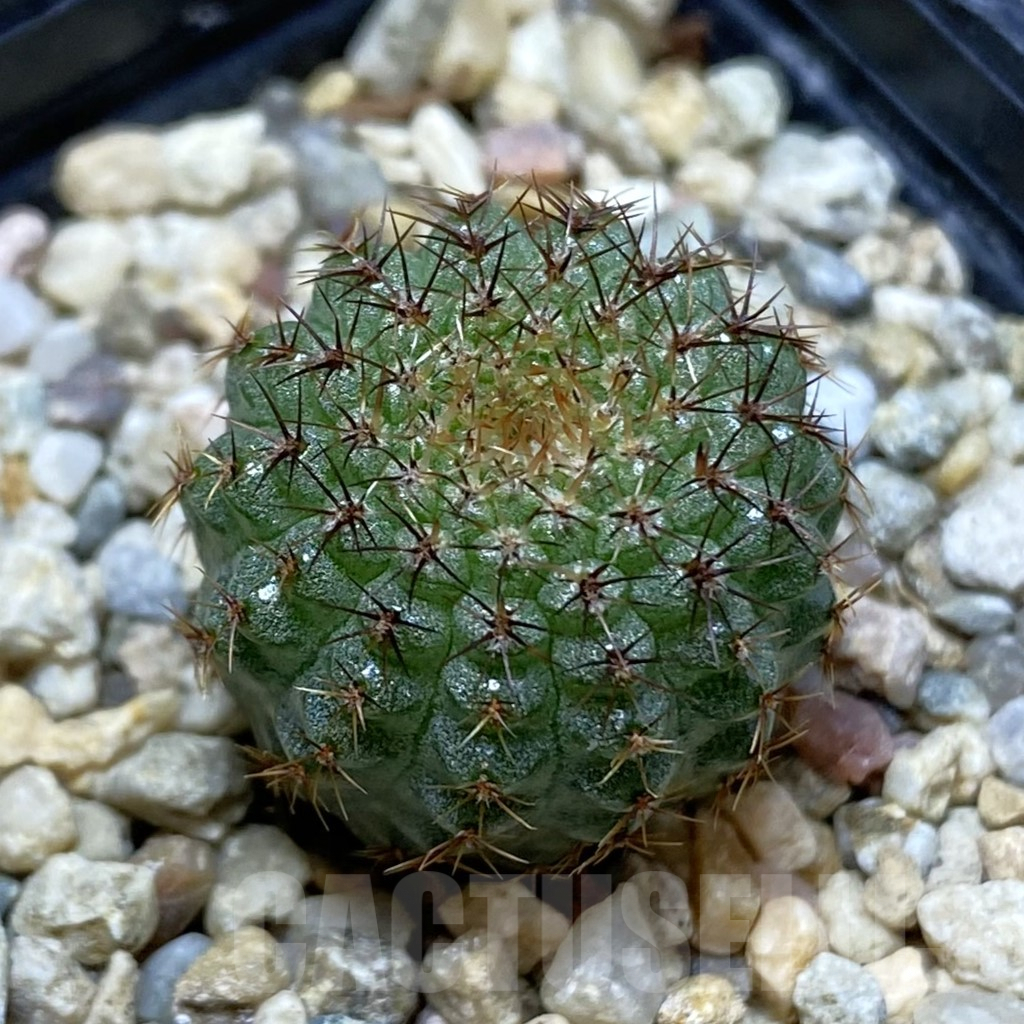 SH5003 Frailea chiquitana