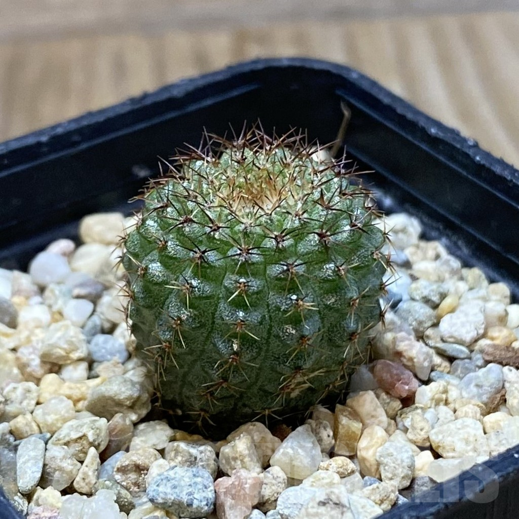 SH5003 Frailea chiquitana - Image 2