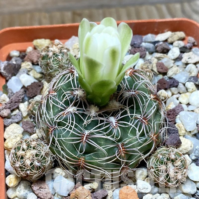 SH5008 Gymnocalycium bruchii VG 469
