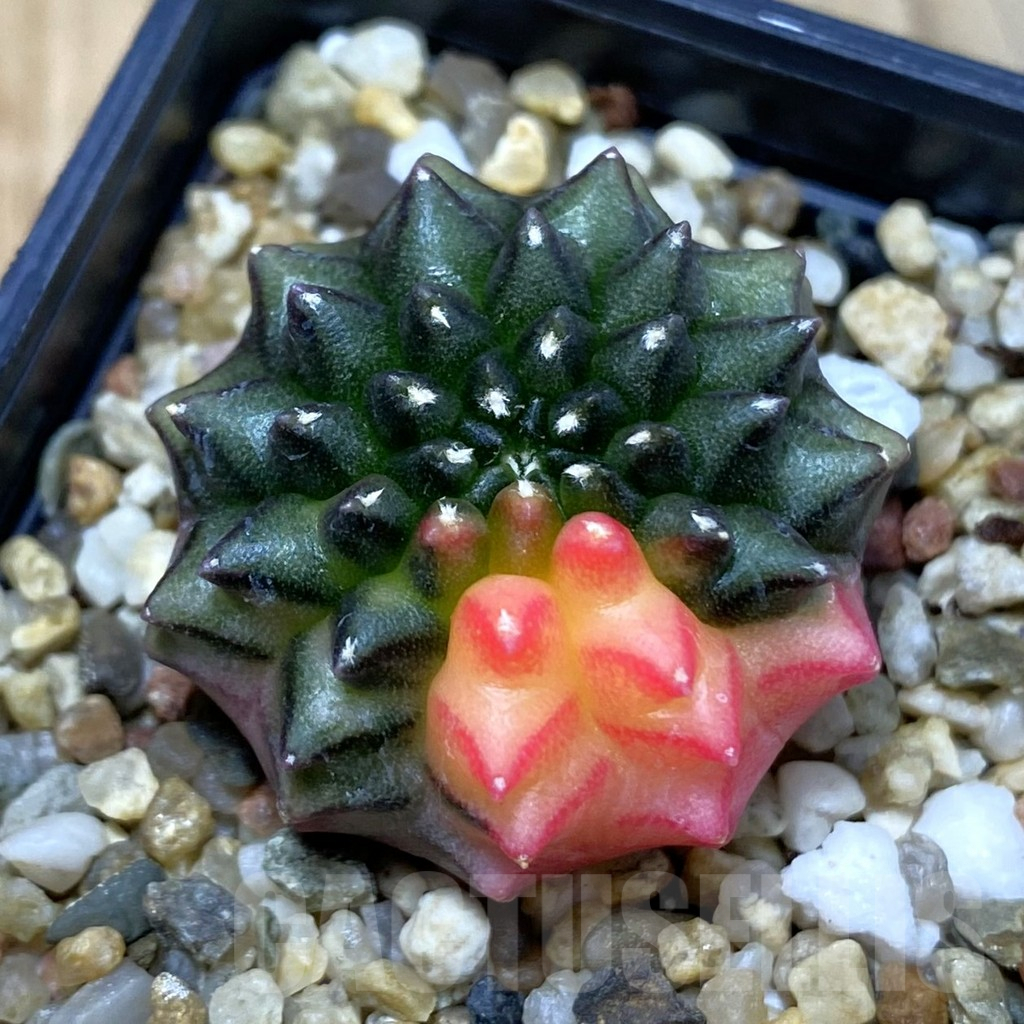 SH5010 Gymnocalycium mihanovichii ‘inermis’ f. variegata, seedling