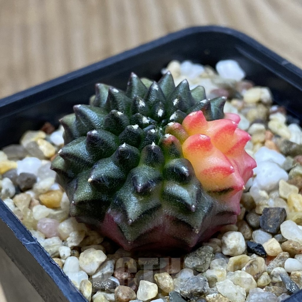 SH5010 Gymnocalycium mihanovichii ‘inermis’ f. variegata, seedling - Obrázek 2
