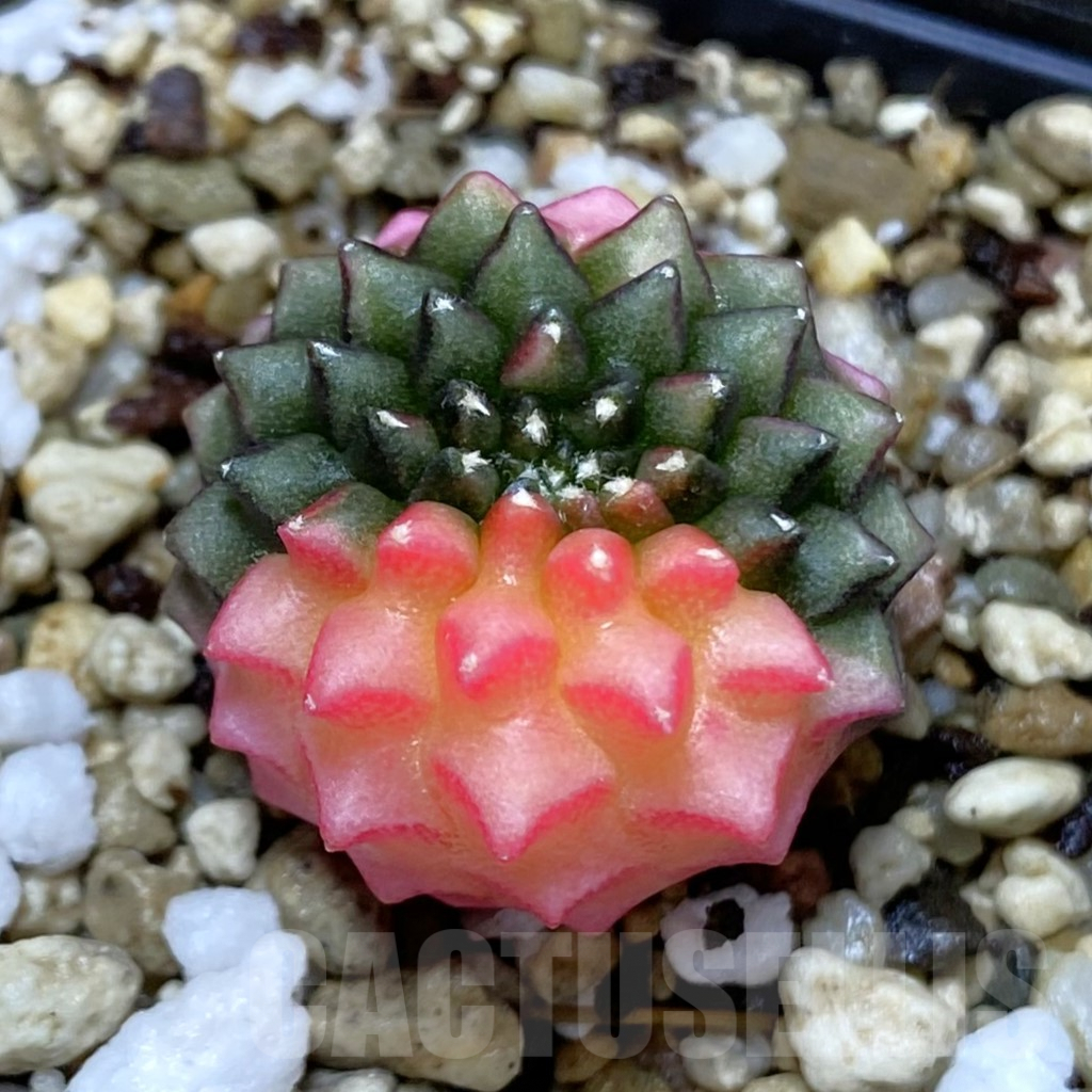 SH5011 Gymnocalycium mihanovichii ‘inermis’ f. variegata, seedling