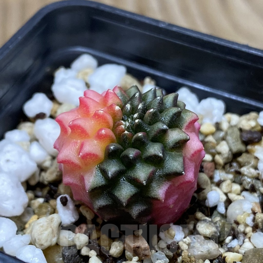 SH5011 Gymnocalycium mihanovichii ‘inermis’ f. variegata, seedling - Image 2