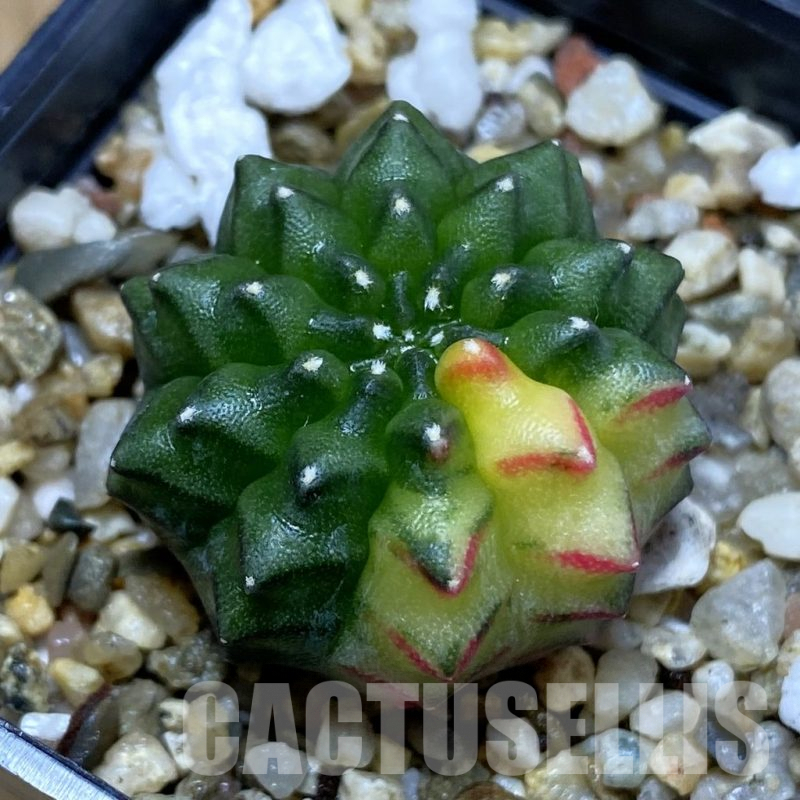 SH5013 Gymnocalycium mihanovichii ‘inermis’ f. variegata, seedling