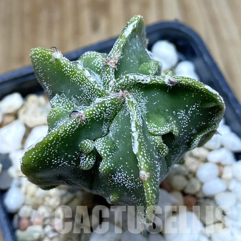SH5014 Astrophytum myriostigma ‘Fukuryu’