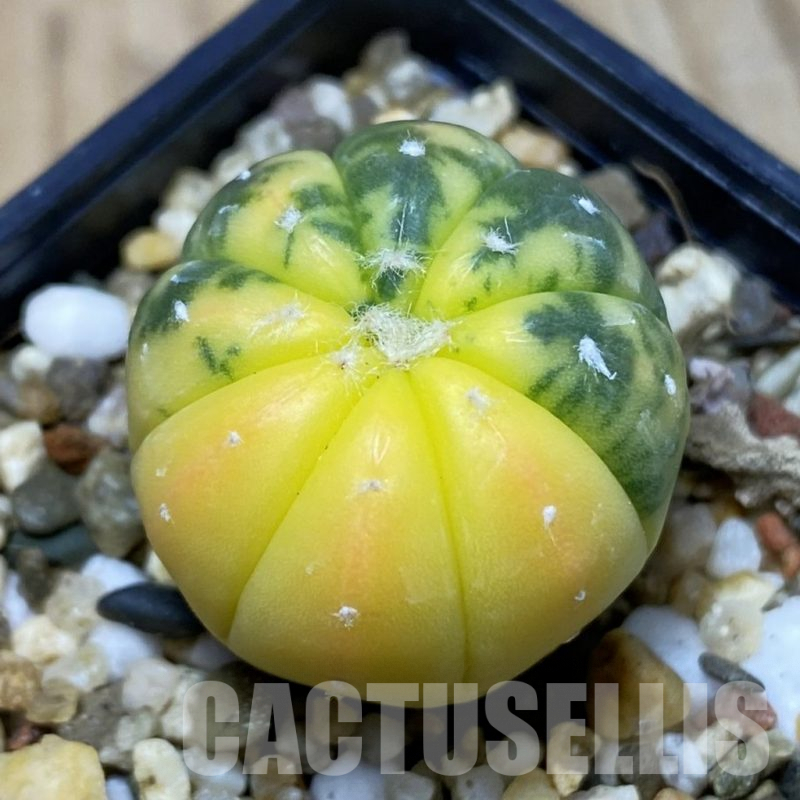 SH5017 Astrophytum asterias f. variegata