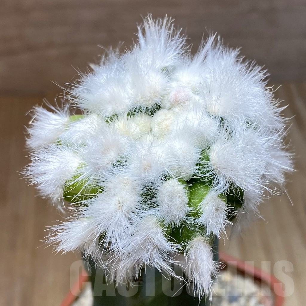 SH5179 Mammillaria guelzowiana ‘Tabatoge’, grafted