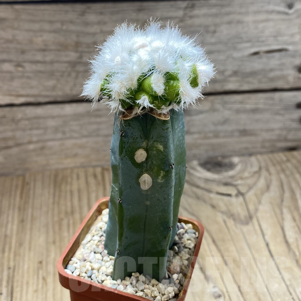SH5179 Mammillaria guelzowiana ‘Tabatoge’, grafted - 画像 (2)