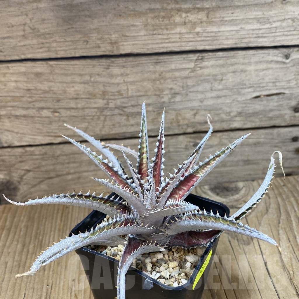 SH5177 Dyckia marnier-lapostollei hybrid - Image 2
