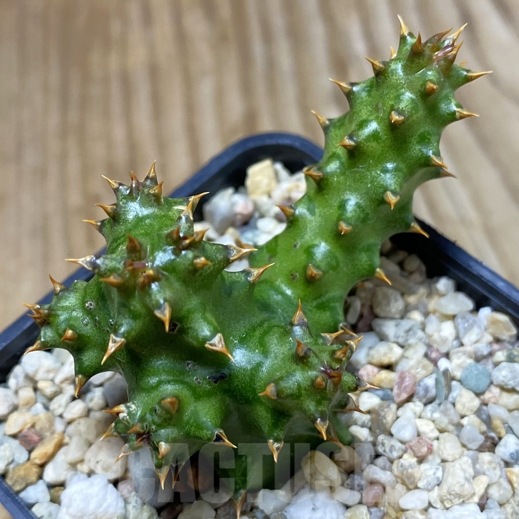 SH5304 Edithcolea grandis, clon 1