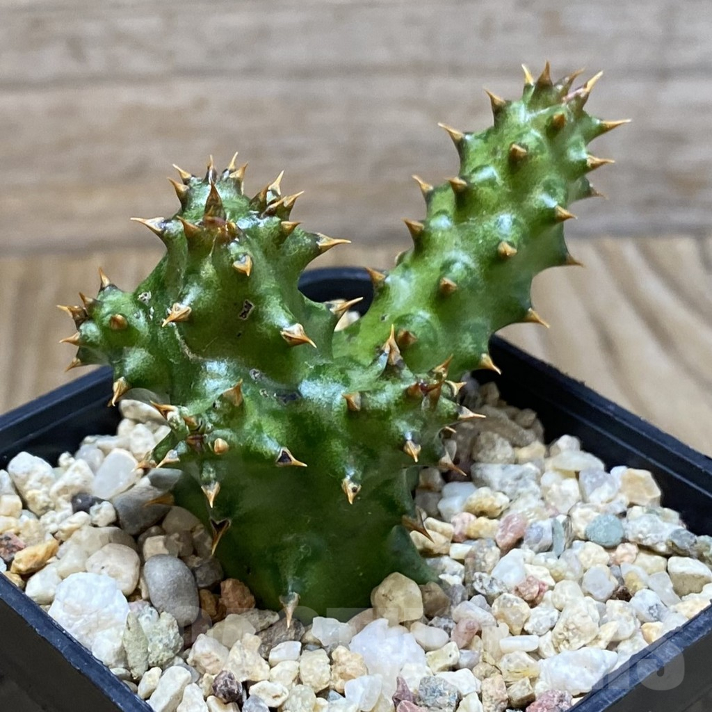 SH5304 Edithcolea grandis, clon 1 - Image 2