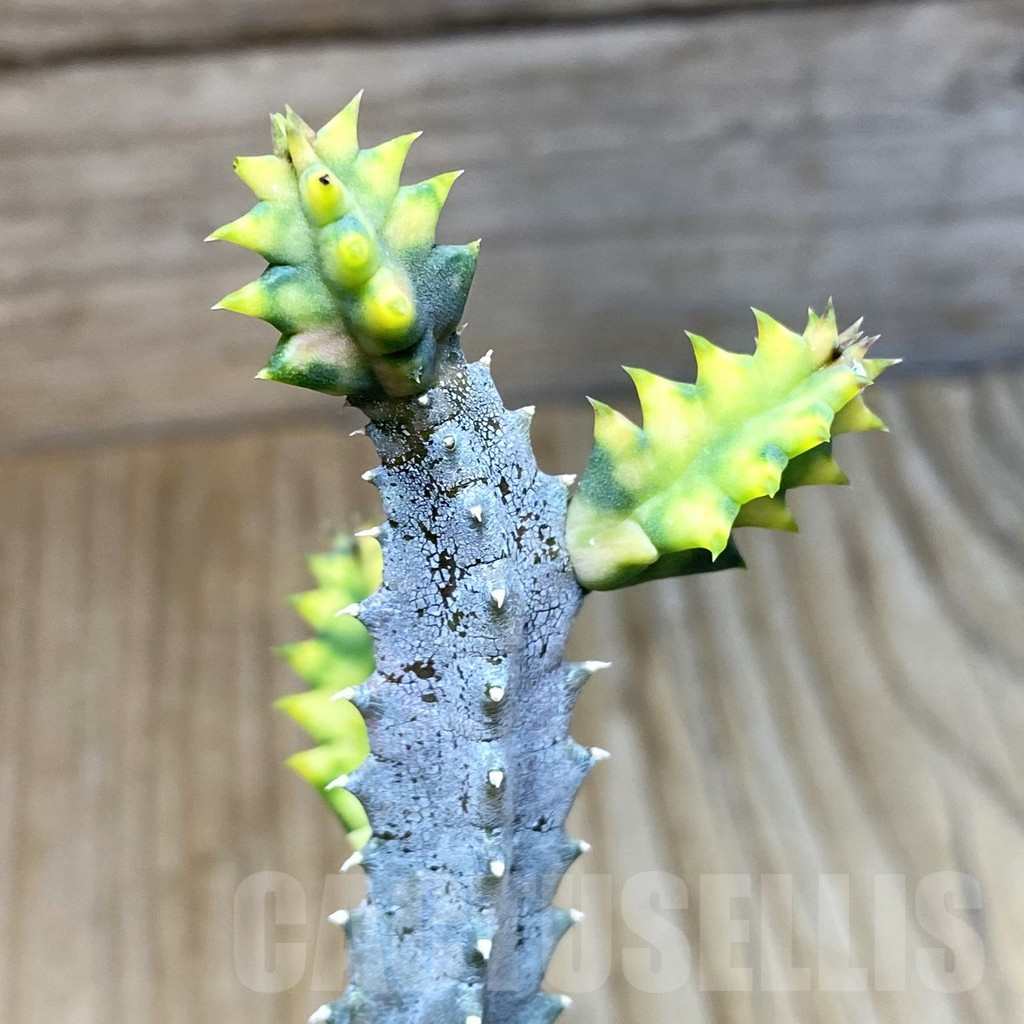 SH5307 Huernia zebrina f. variegata