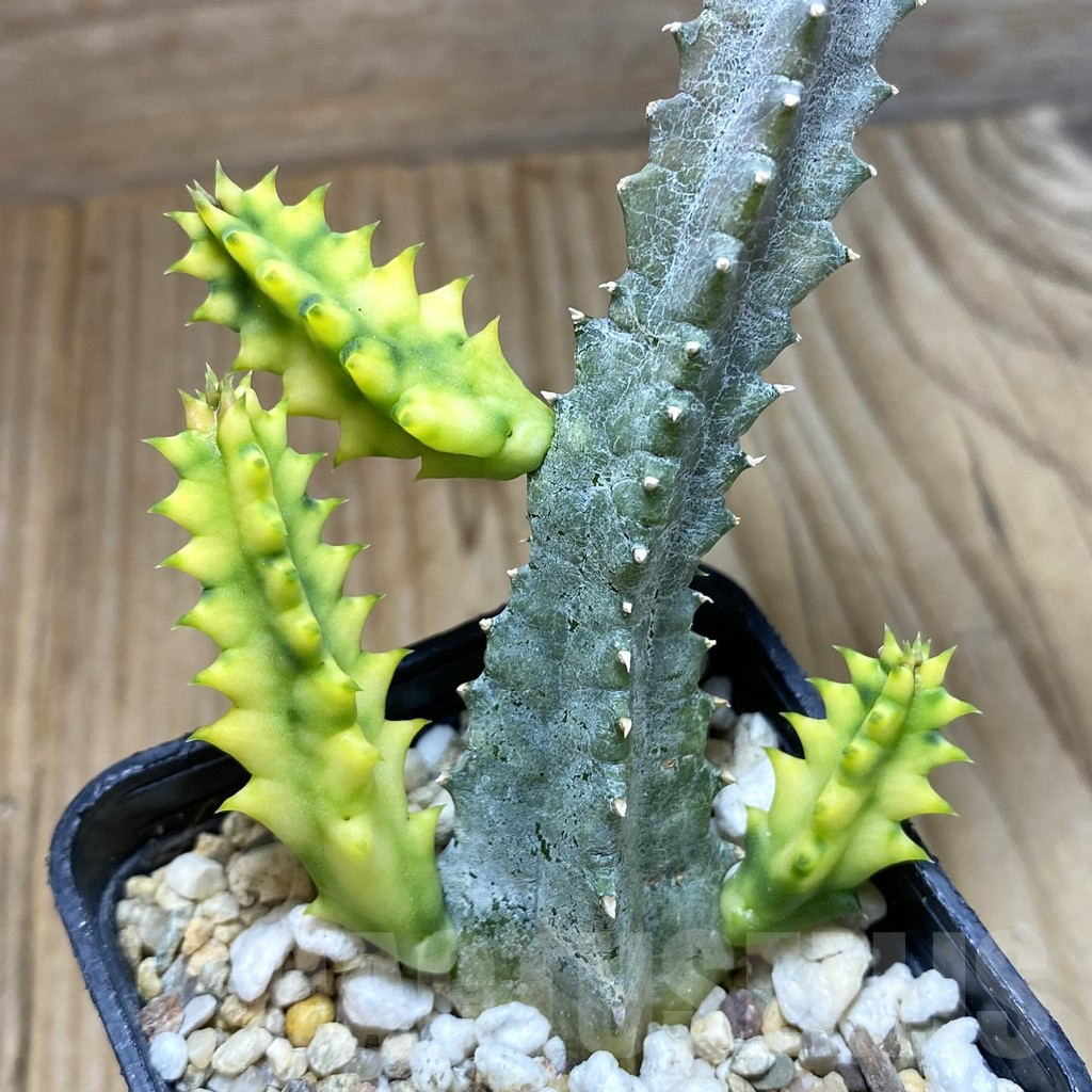 SH5307 Huernia zebrina f. variegata - immagine 2
