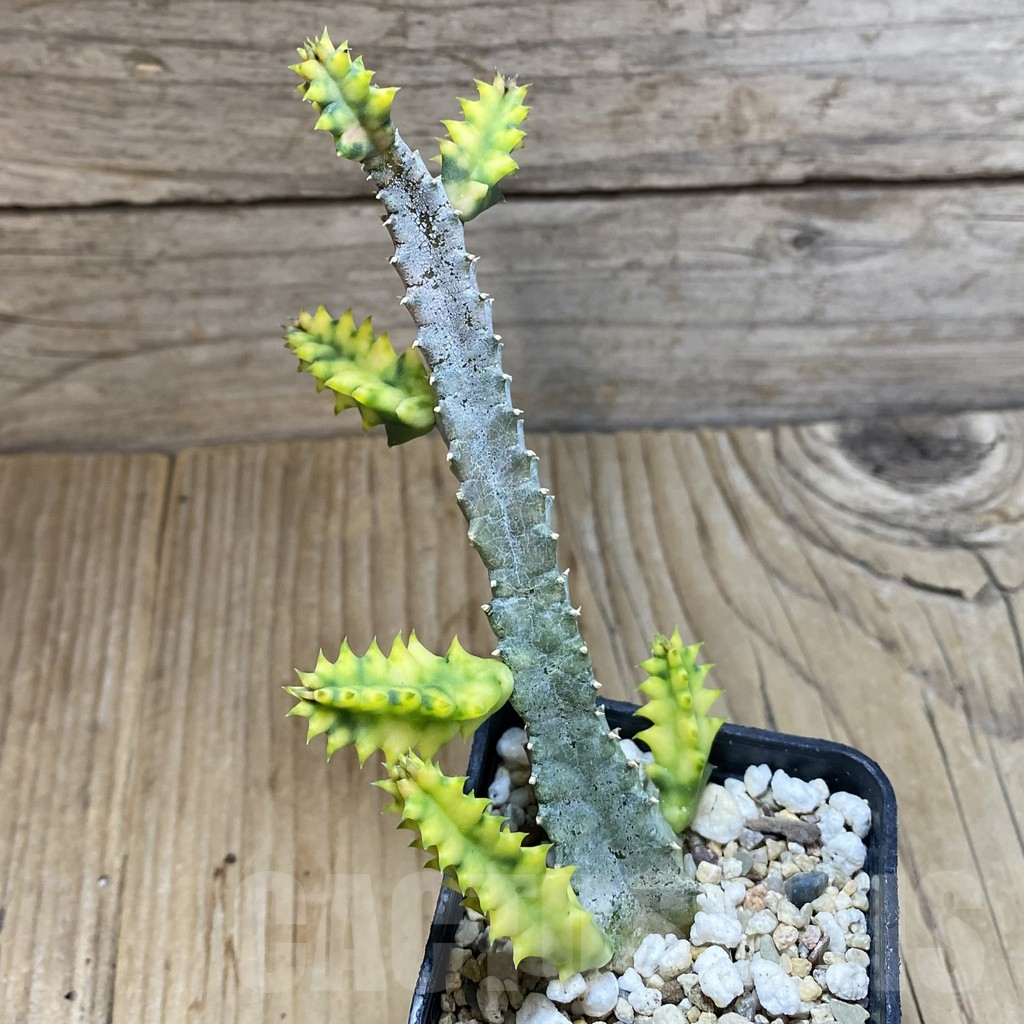 SH5307 Huernia zebrina f. variegata - immagine 3