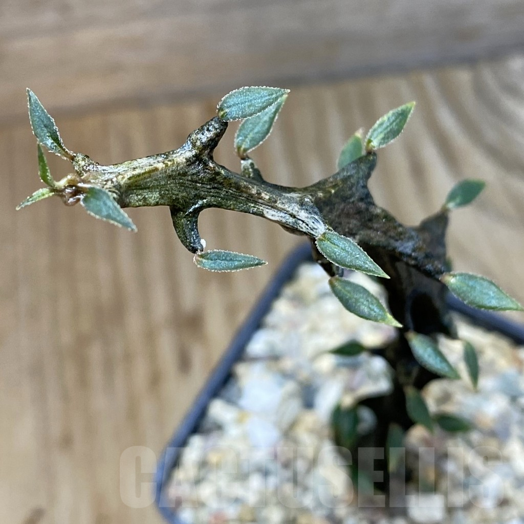 SH5308 Ceropegia bosseri