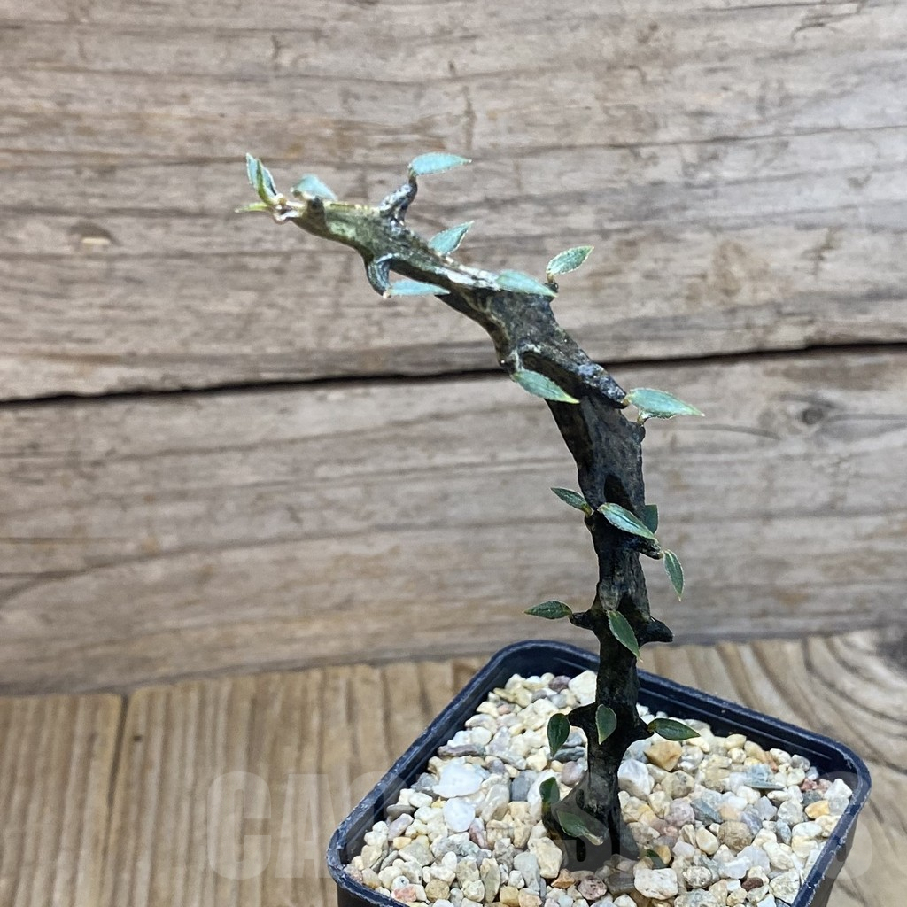 SH5308 Ceropegia bosseri - Image 2