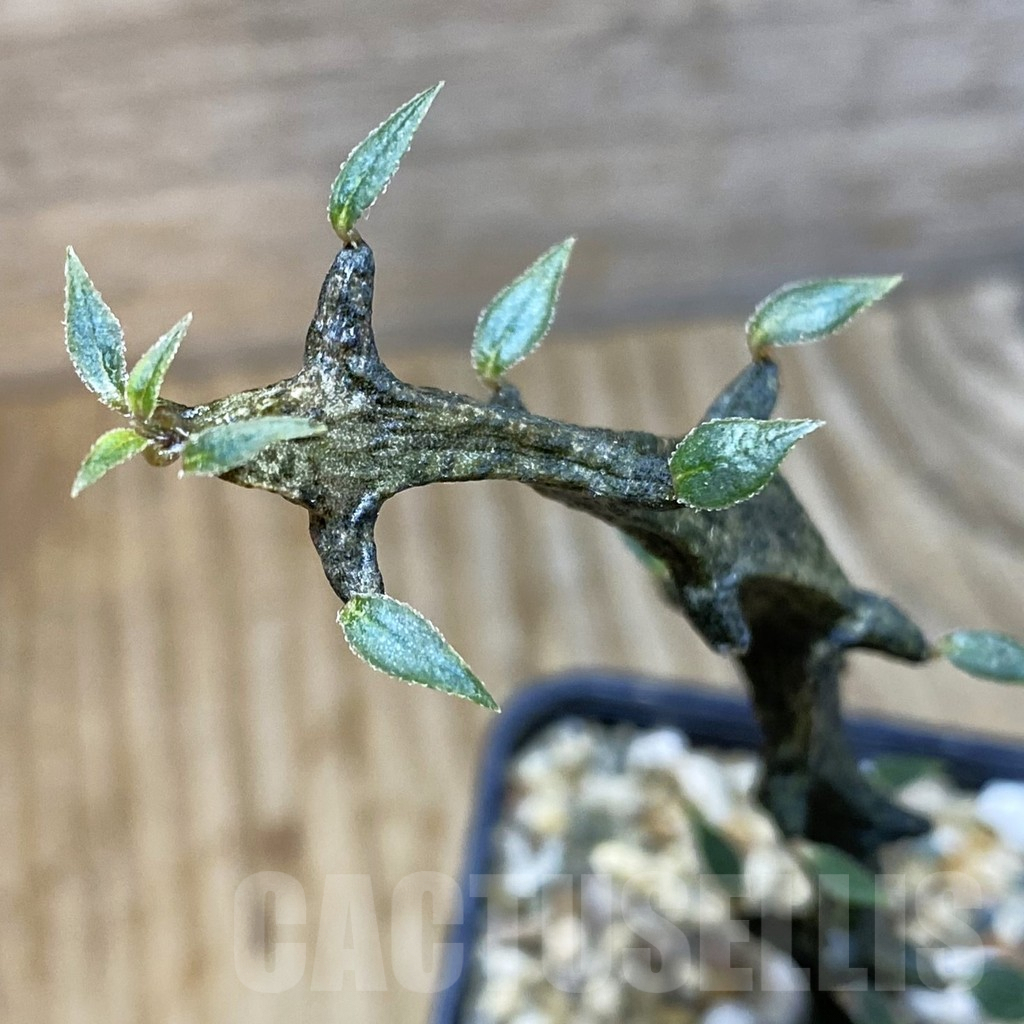 SH5309 Ceropegia bosseri