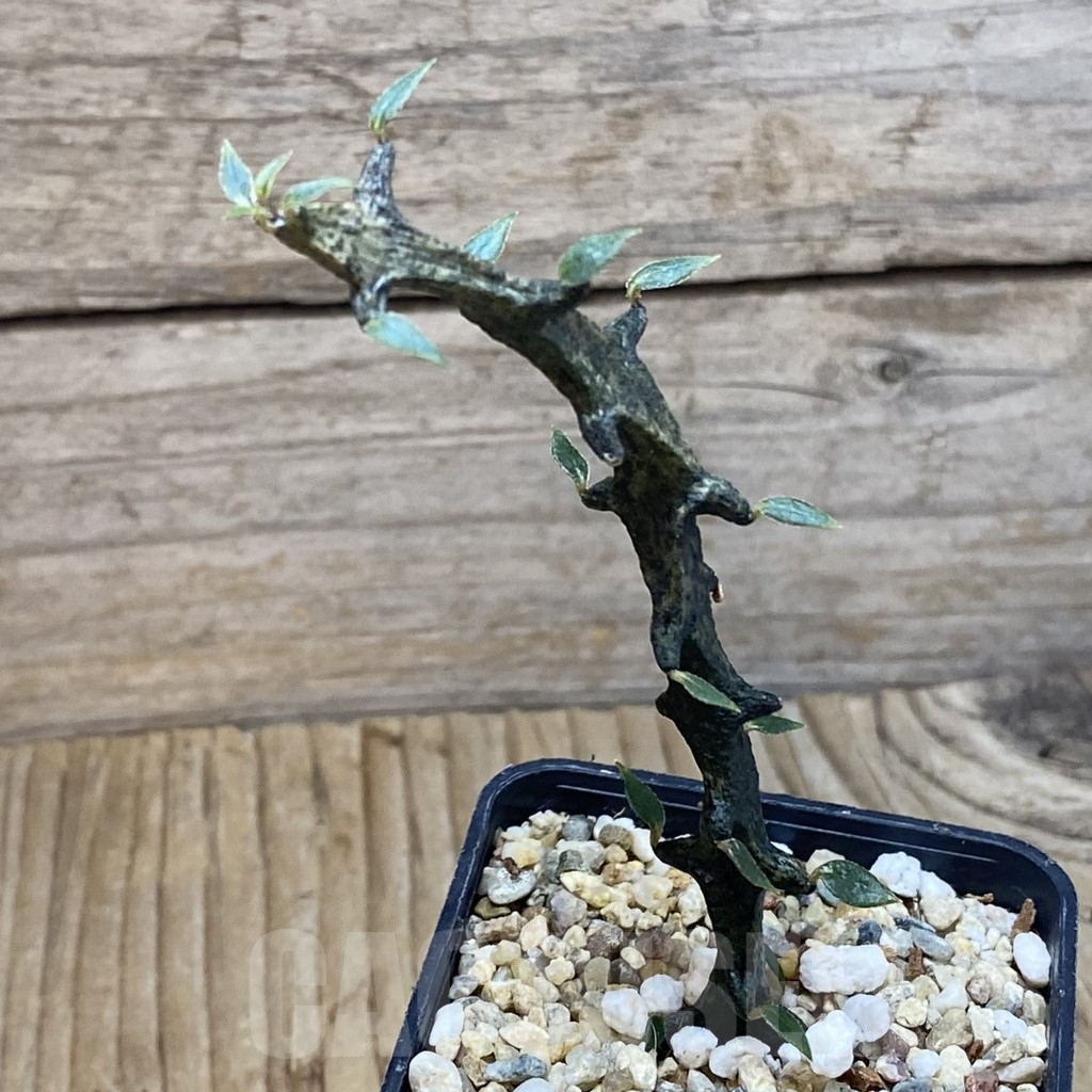 SH5309 Ceropegia bosseri - Image 2