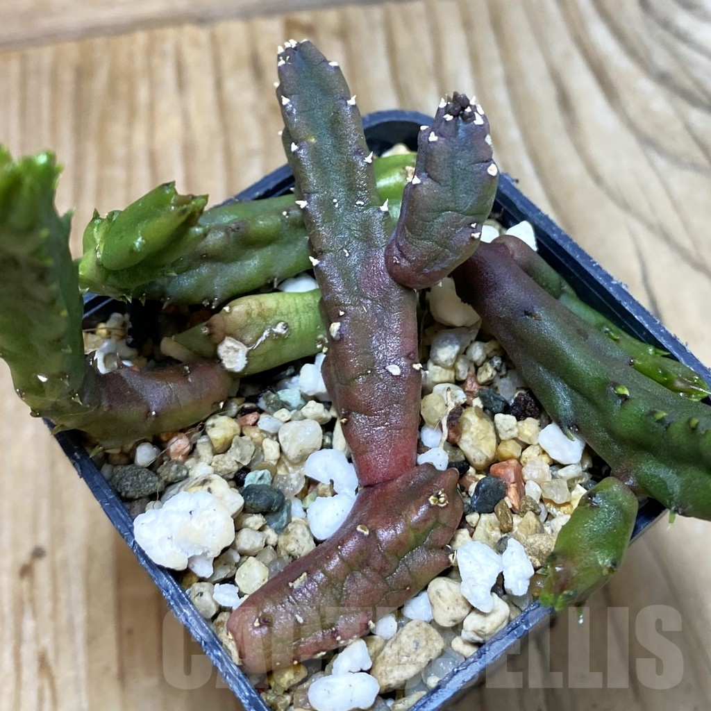 SH5310 Stapelia schinzii - Image 2