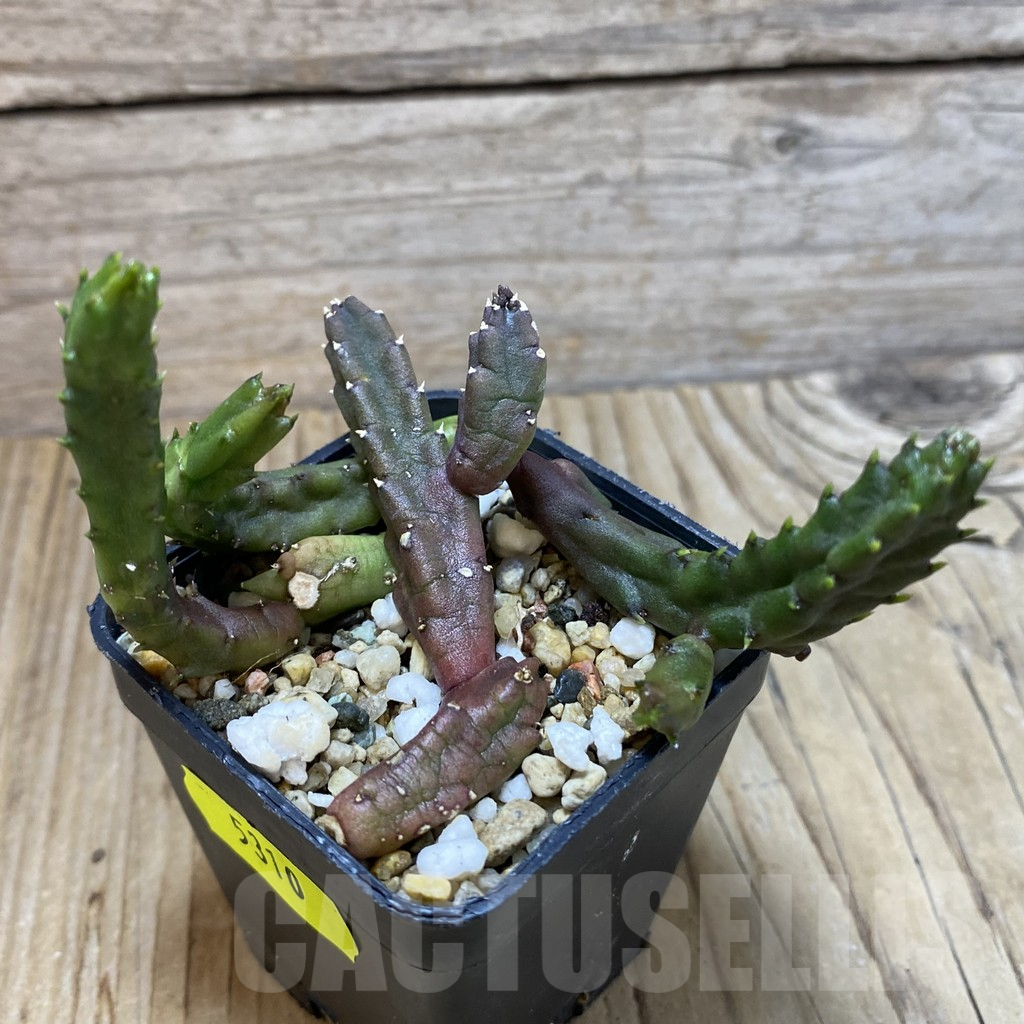 SH5310 Stapelia schinzii - Image 3