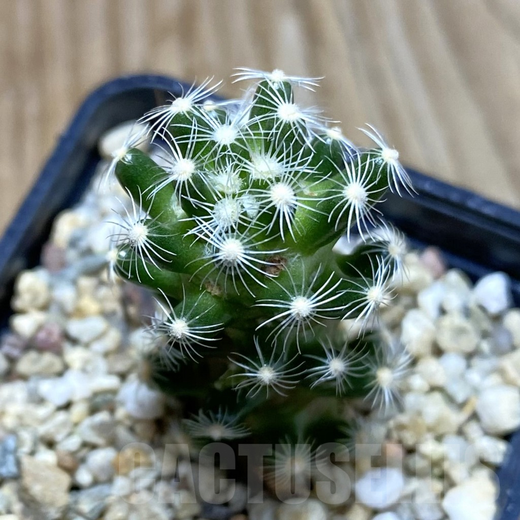 SH5274 Mammillaria saboae ssp. roczekii, own roots