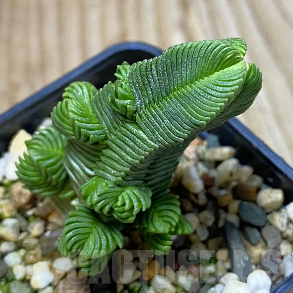 SH5313 Crassula pyramidalis f. minima