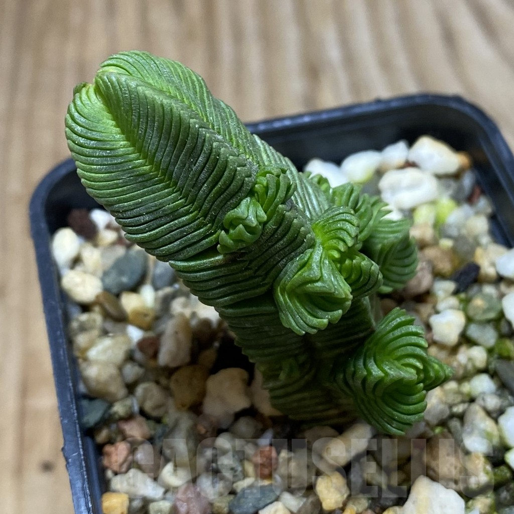 SH5313 Crassula pyramidalis f. minima - immagine 2