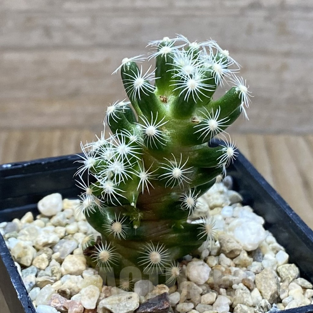 SH5274 Mammillaria saboae ssp. roczekii, own roots - Image 2
