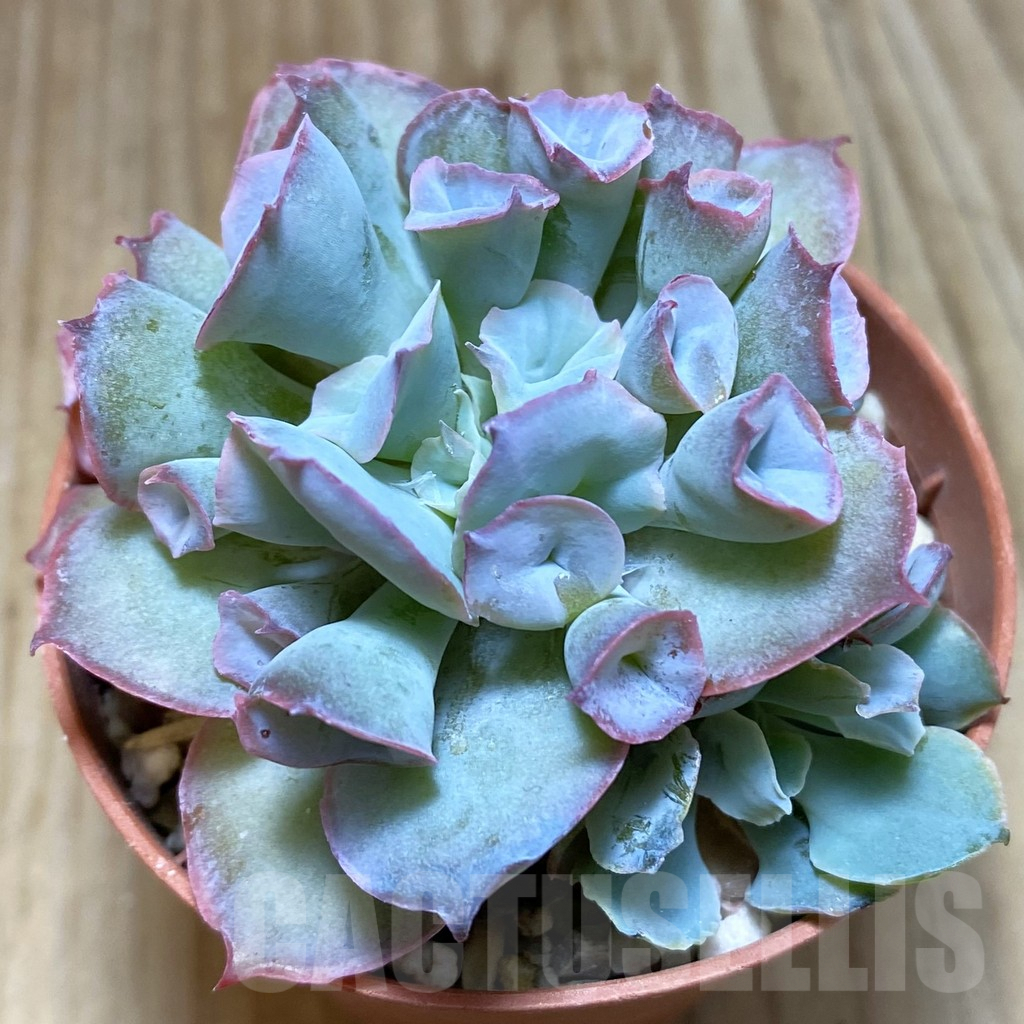 SH5316 Echeveria 'Trumpet Pinky' hybrid