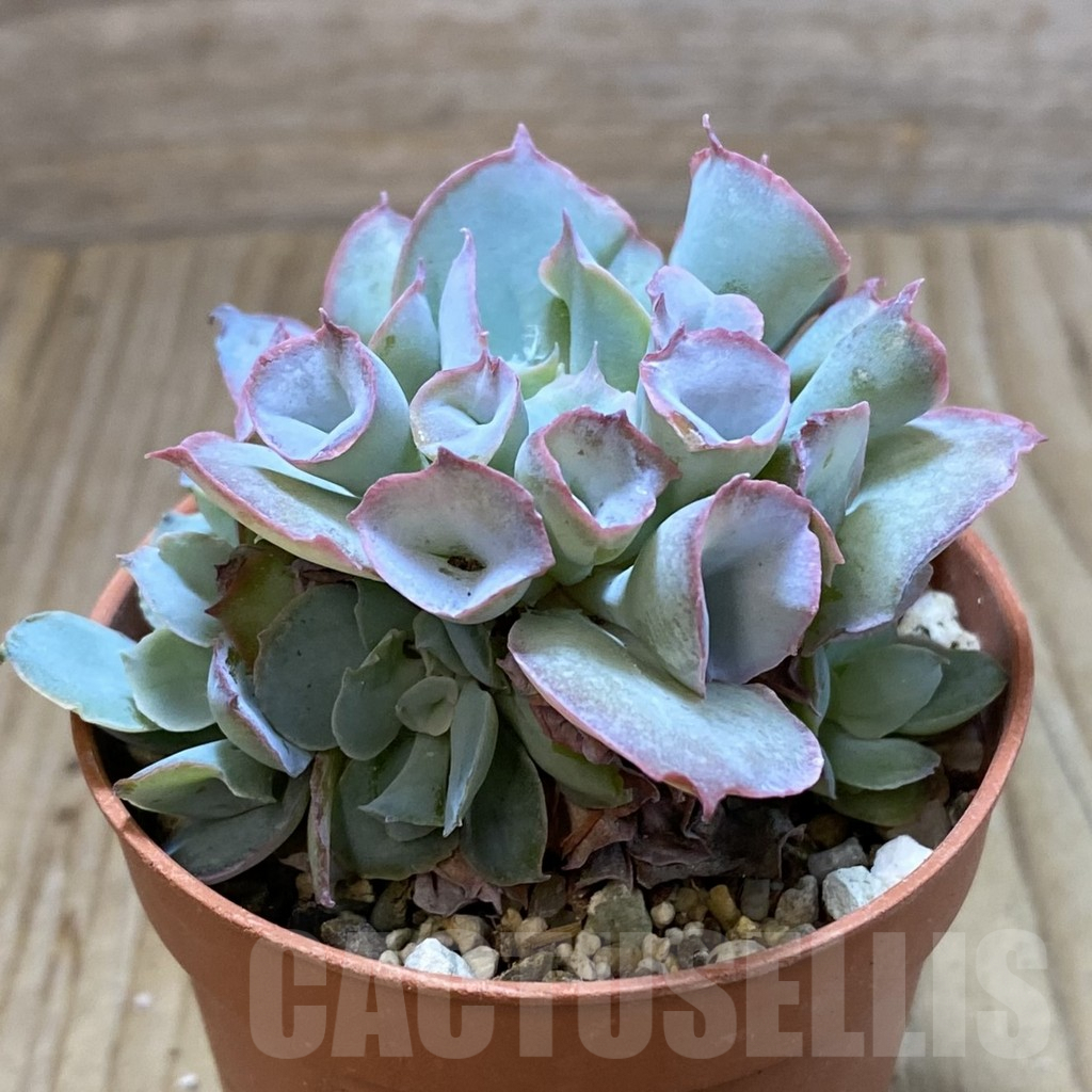SH5316 Echeveria 'Trumpet Pinky' hybrid - immagine 2