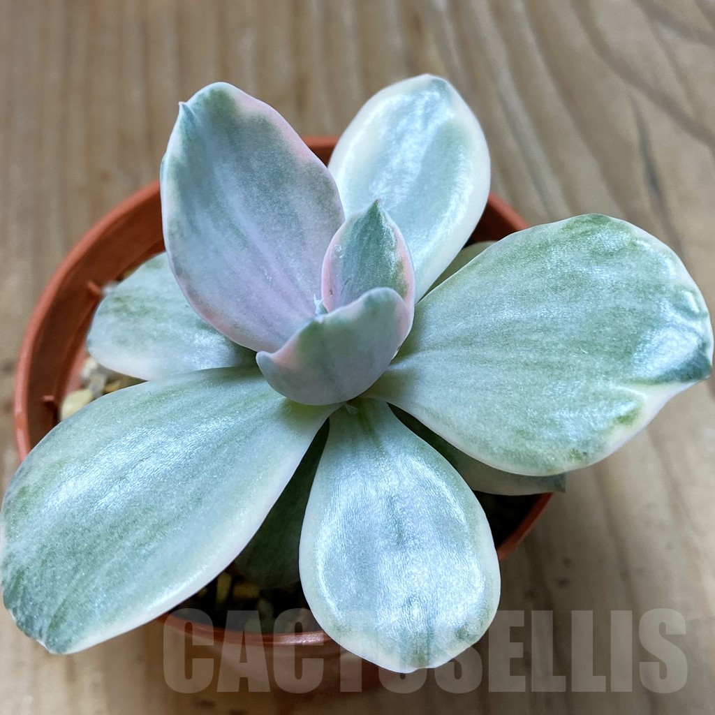 SH5317 Echeveria gibbiflora ‘Decora’ f. variegata