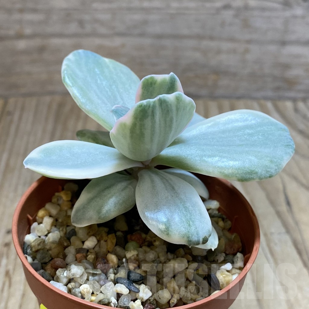 SH5317 Echeveria gibbiflora ‘Decora’ f. variegata - Image 2