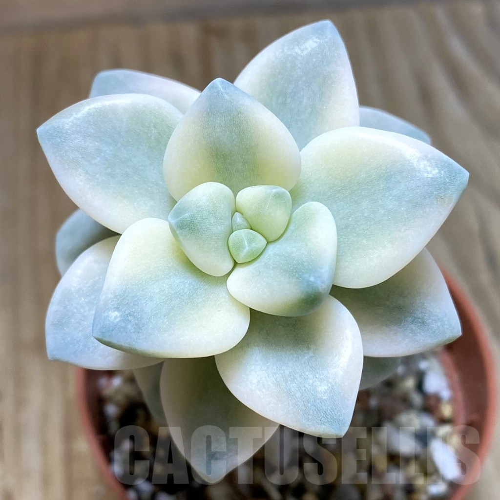 SH5318 Graptopetalum ‘Apricot’ f. variegata