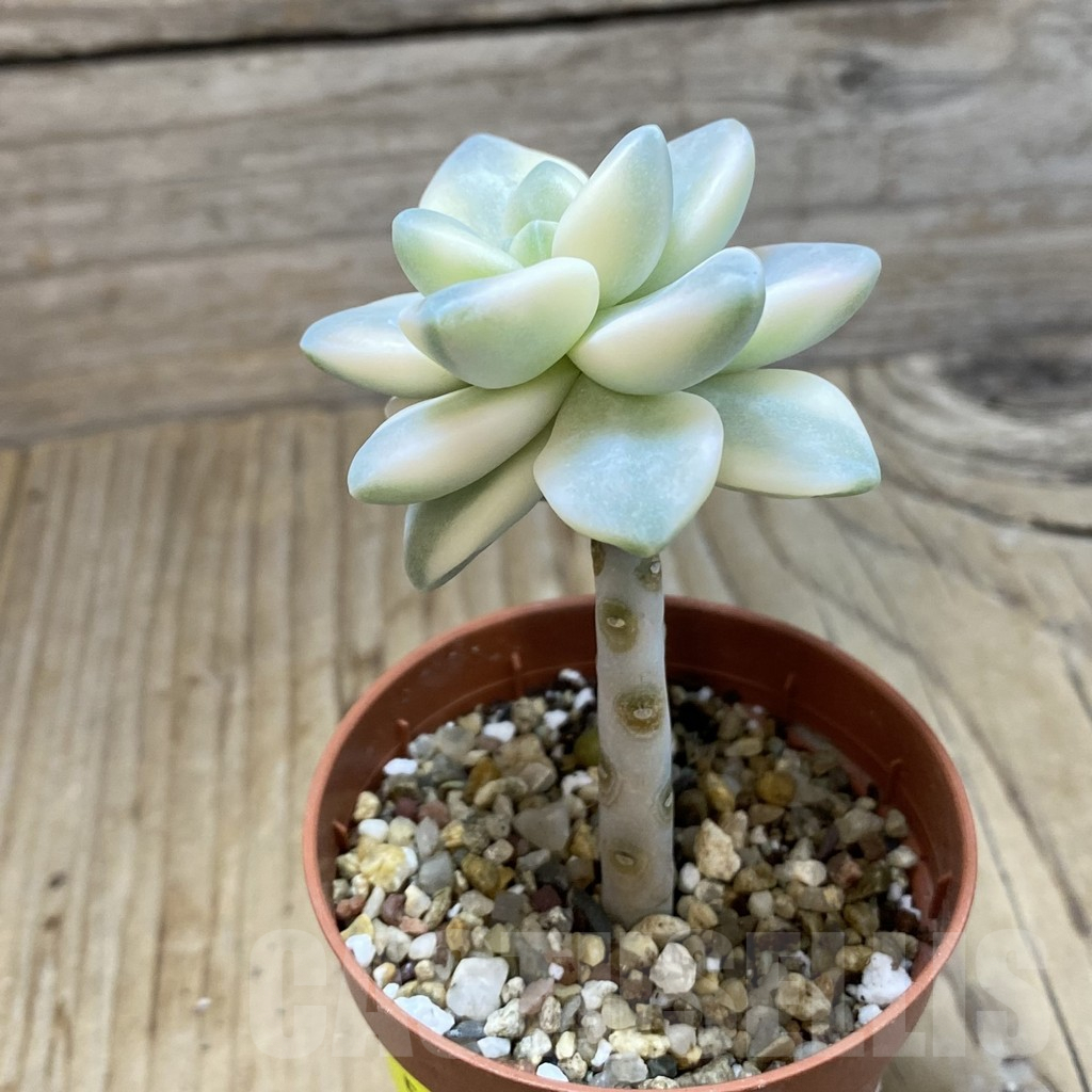 SH5318 Graptopetalum ‘Apricot’ f. variegata - Image 2