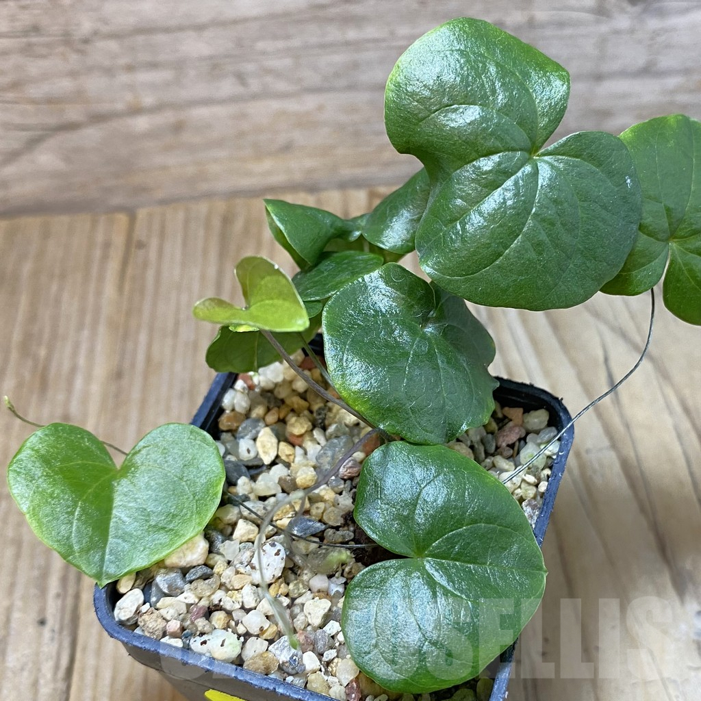 SH5320 Dioscorea elephantipes