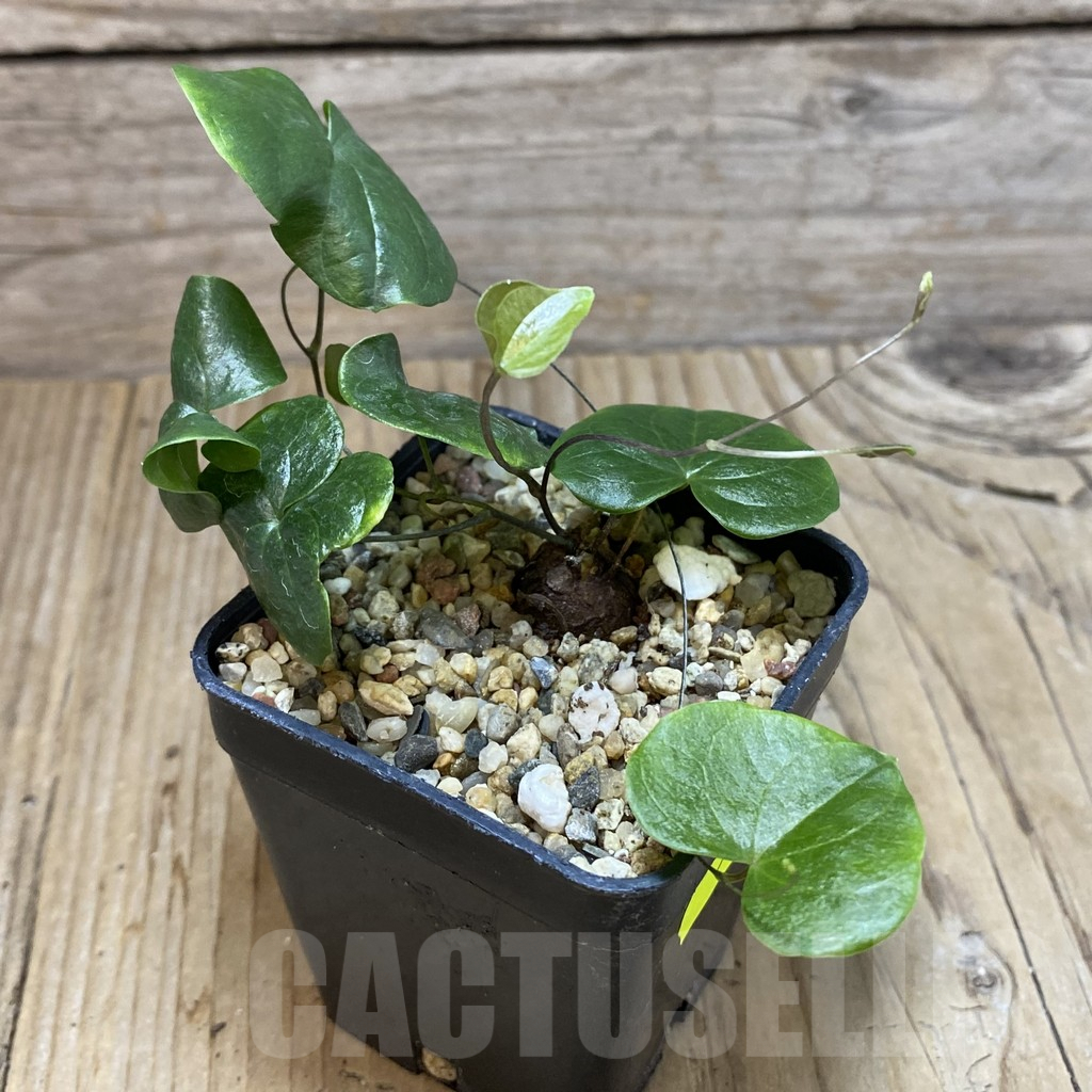 SH5320 Dioscorea elephantipes - Imagen 2